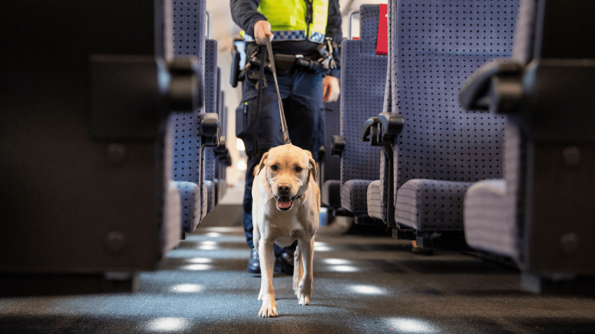 Un officier de police conduit un labrador jaune en laisse dans l'allée d'un train aux sièges bleus, tandis que le chien regarde devant lui et se promène entre les rangées.